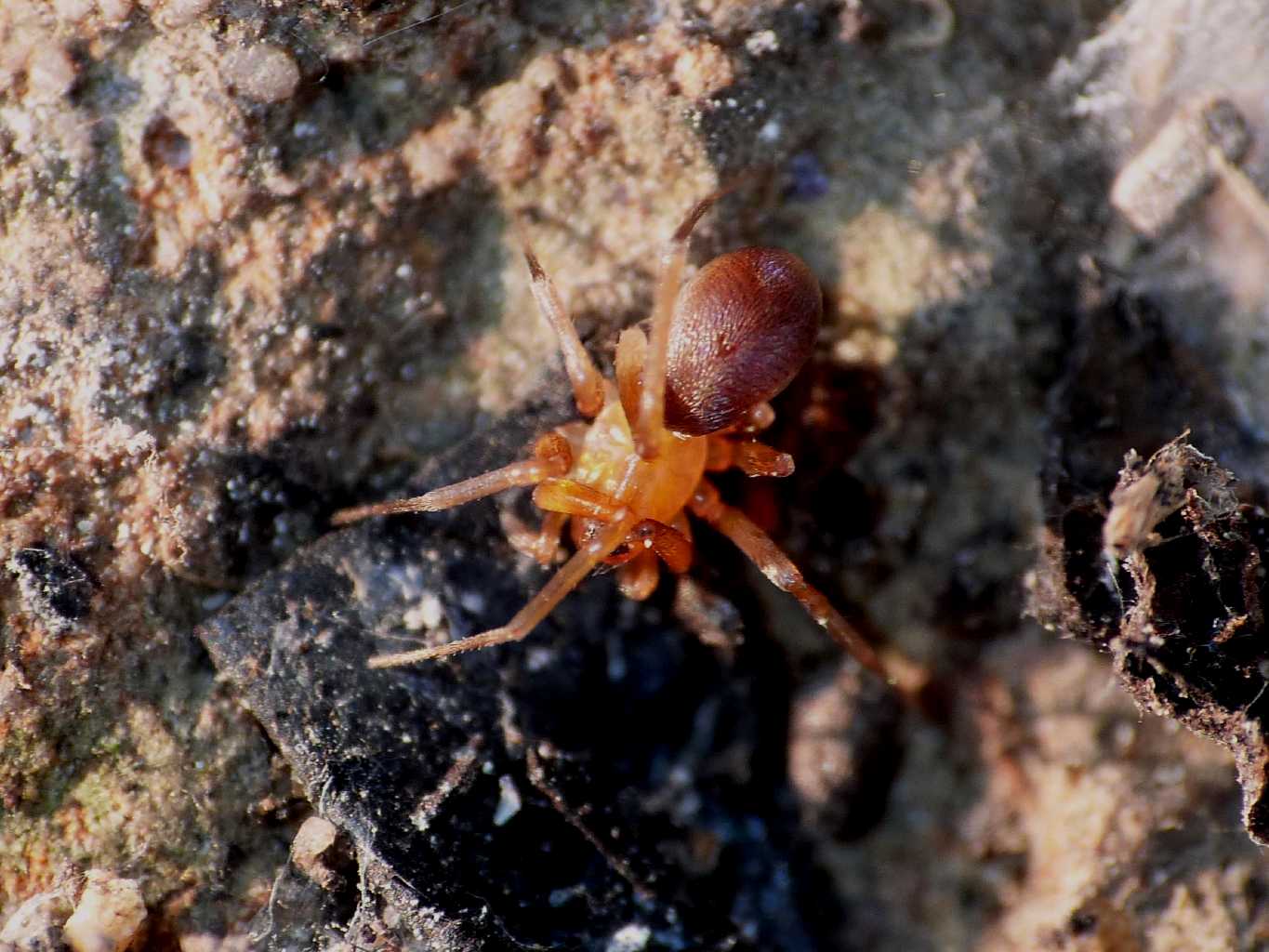 Zodarion sp. - Ostia Antica (RM)